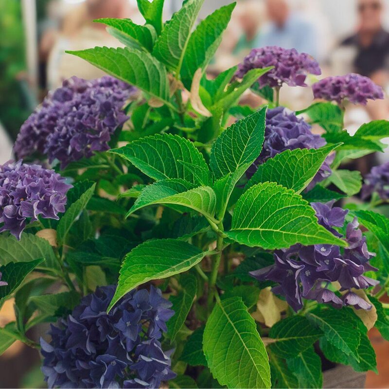 Hortensie_farbe