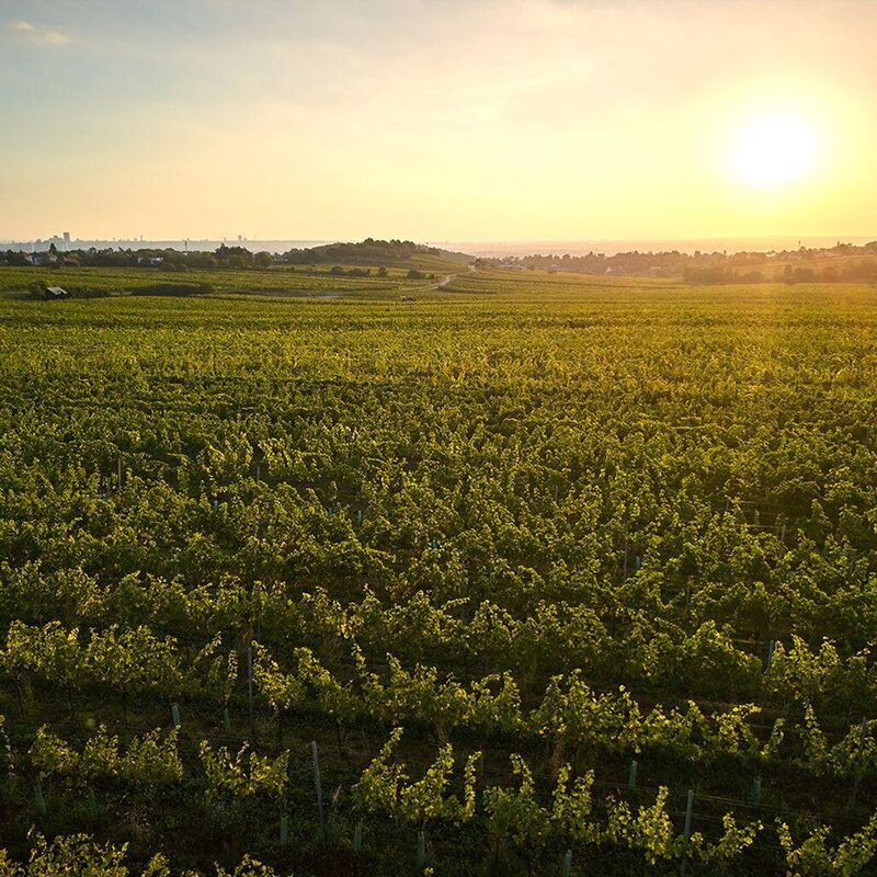 Weingarten_Sonnenuntergang_farbe